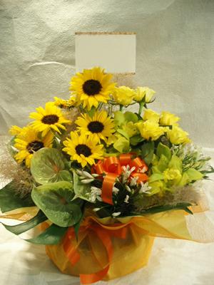 �ʽˡ˥���������