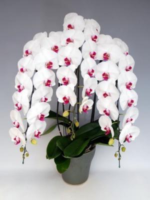 大輪系胡蝶蘭　３本立て　白×赤リップ