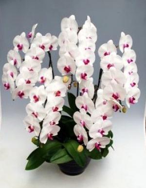 ���ظ�ĳ����5��Ω�ơ���������֥�å�