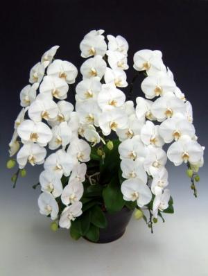 ���طϸ�ĳ�� 5��Ω�ơ���