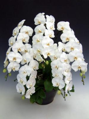 大輪系胡蝶蘭 5本立て　白