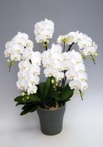 �ǥ⥤�᡼��