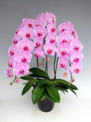 ���طϸ�ĳ��������Ω�ơ��ԥ�