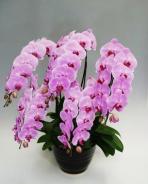 �ǥ⥤�᡼��