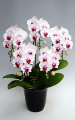 �ǥ⥤�᡼��