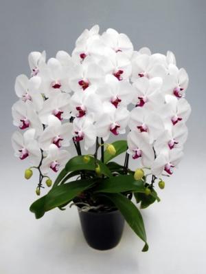 ���طϸ�ĳ������Ω�ơ�����֥�å�